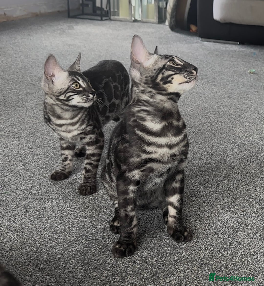 Bengal cats for sale: Exceptional breed quality bengals  - Image 1