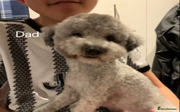 Toy Poodle dogs for sale: Asian Blood Toy Poodle- Boy - Image 1