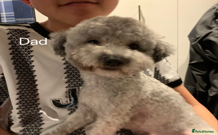 Toy Poodle dogs - Advert 2