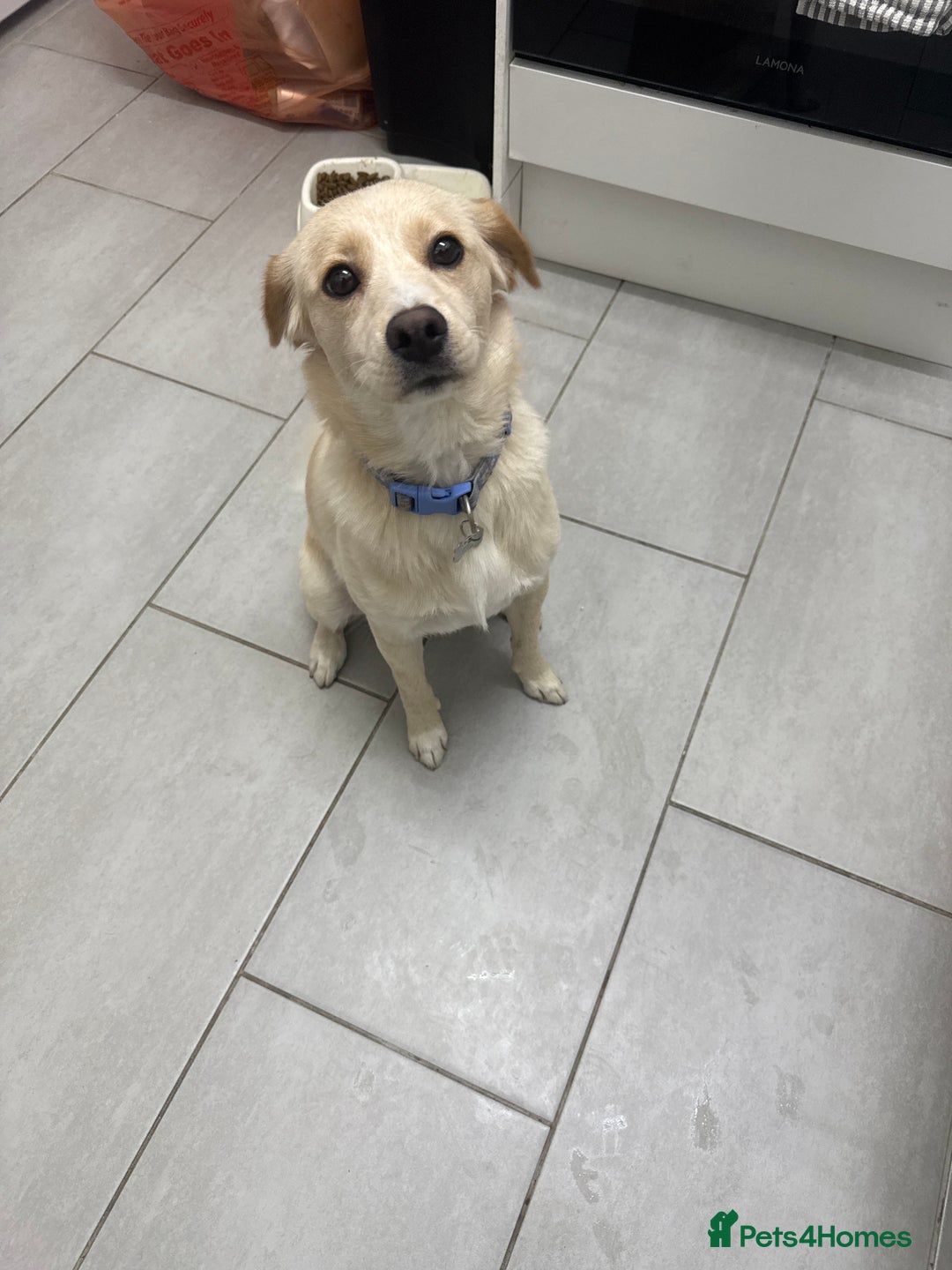 Mixed Breed dogs for sale: Belle the beagle  - Advert 3