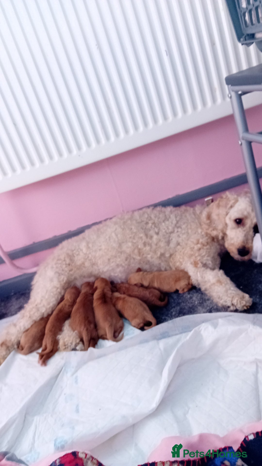 Cavapoo dogs for sale: 1 girl left - Image 2