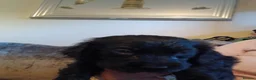 Cocker Spaniel dogs for sale: Cocker spanial pups - Advert 9
