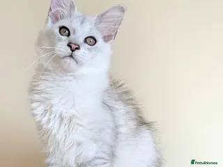 Maine Coon cats Registered Shaded Maine Coon Kittens - Advert 10