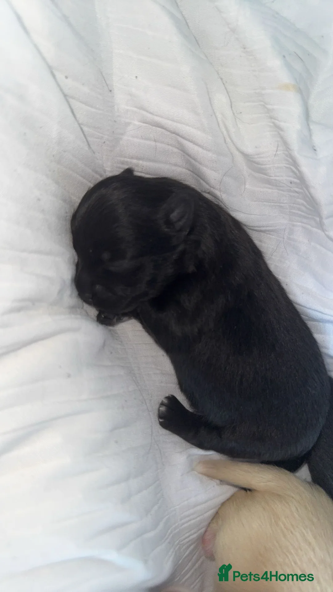 Pomchi dogs for sale: 🎀Pomchi puppies🎀 - Advert 3