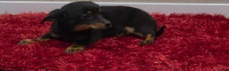 Mixed Breed dogs for sale: Jackshund - Advert 2