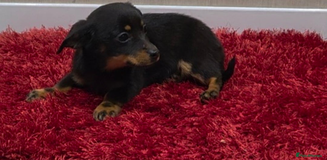 Mixed Breed dogs for sale: Jackshund - Advert 2
