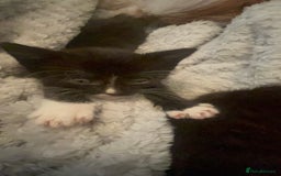 Mixed Breed cats for sale: 3 x black and white kittens available  - Image 2