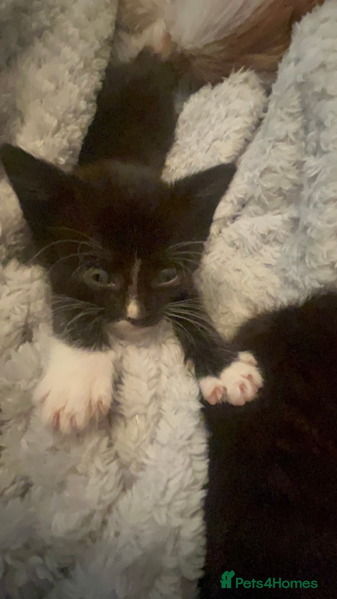 Mixed Breed cats for sale: 3 x black and white kittens available  - Image 2