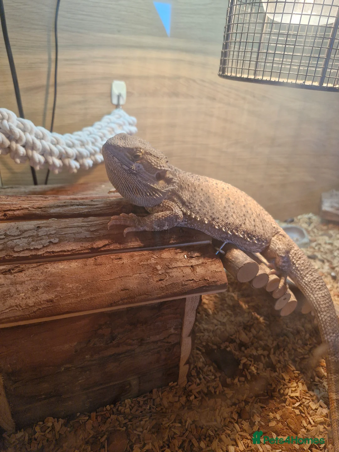 Bearded Dragon reptiles for sale: Full setup and dragon in Pontefract - Advert 2