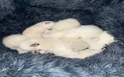 Ragdoll cats for sale: Ragdoll kittens - Image 1