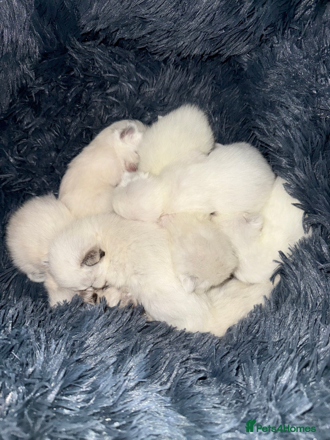 Ragdoll cats for sale: Ragdoll kittens - Image 1