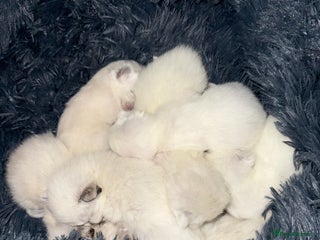 Ragdoll cats - Advert 2