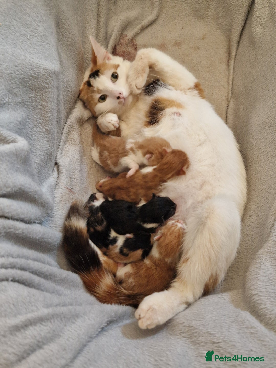 Mixed Breed cats for sale: 4x kittens for sale  in Spalding - Image 5