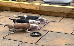 Olde English Bulldogge dogs for sale: Last 2 baby girls left  - Image 37