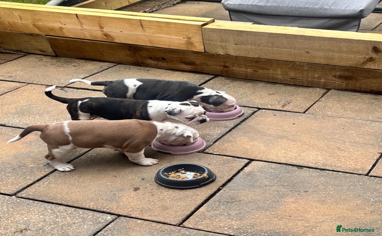 Olde English Bulldogge dogs - Advert 5