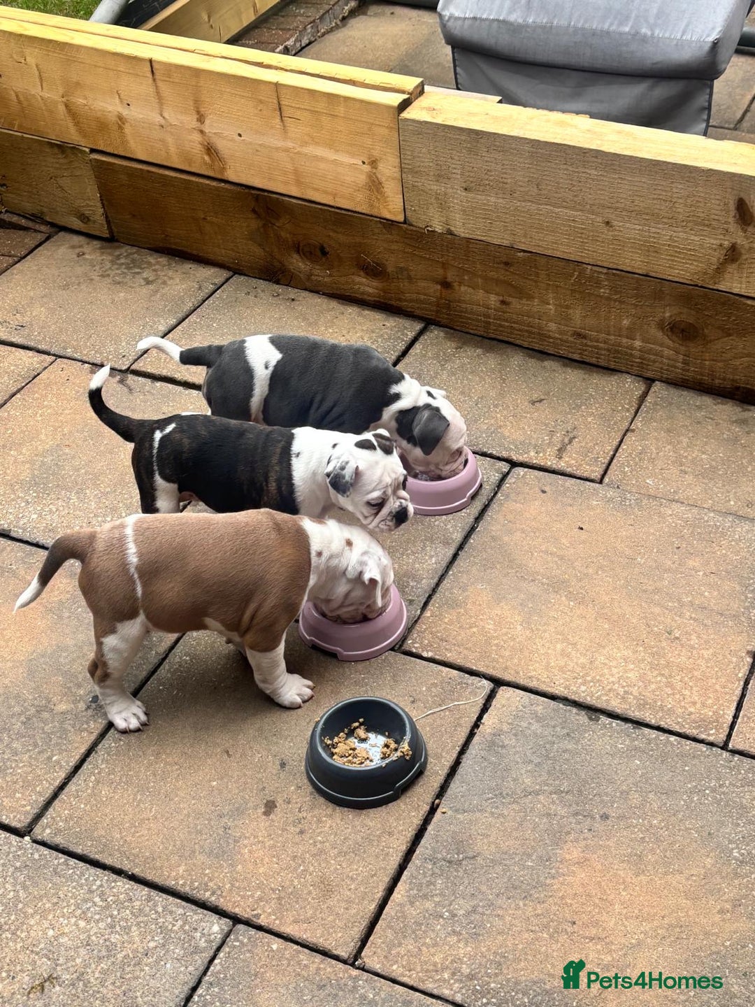 Olde English Bulldogge dogs for sale: Last 2 baby girls left  - Image 37
