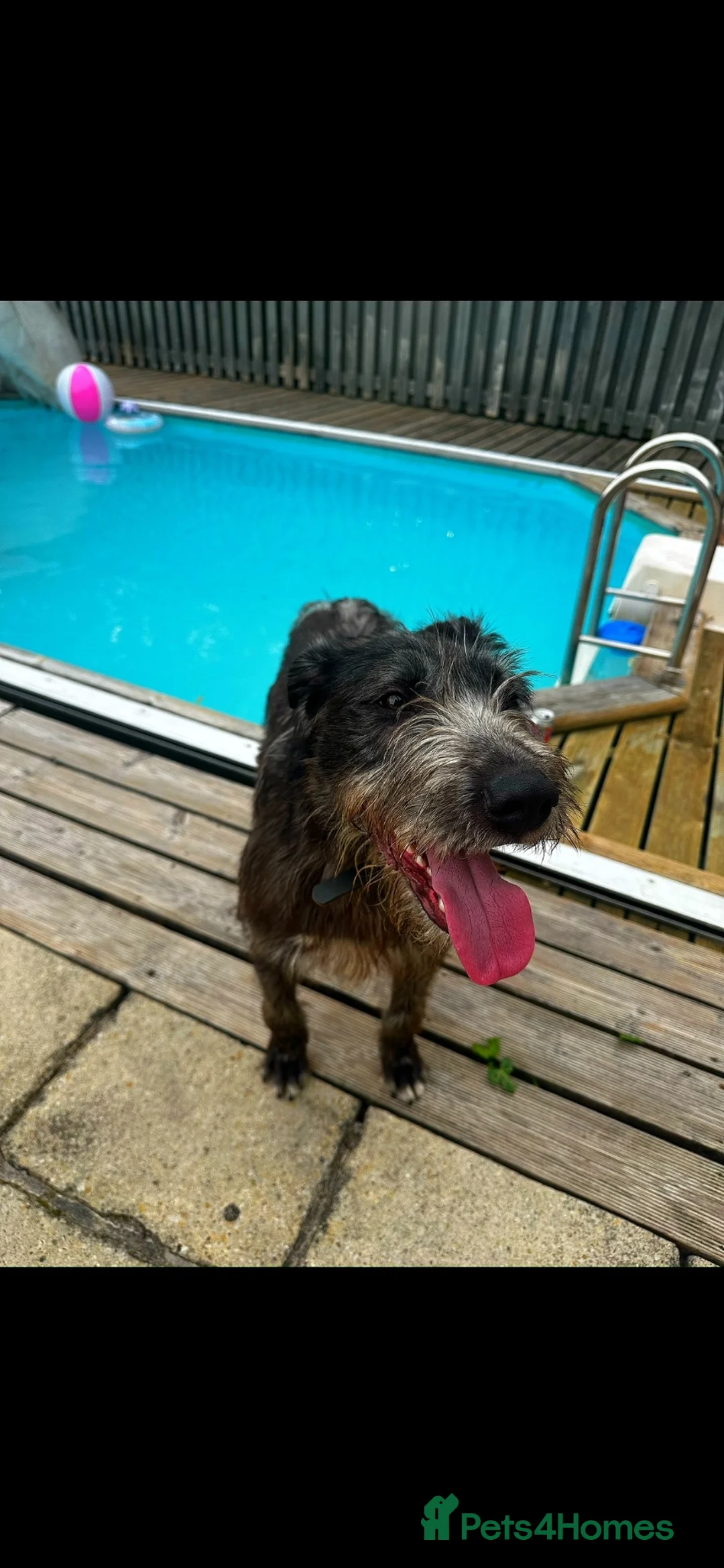 Lurcher dogs for sale: Young lurcher  in Swansea - Advert 1