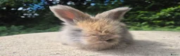 Angora rabbits for sale: 🌟STUNNING ANGORA BABIES- maxi full face 🌟 - Advert 26