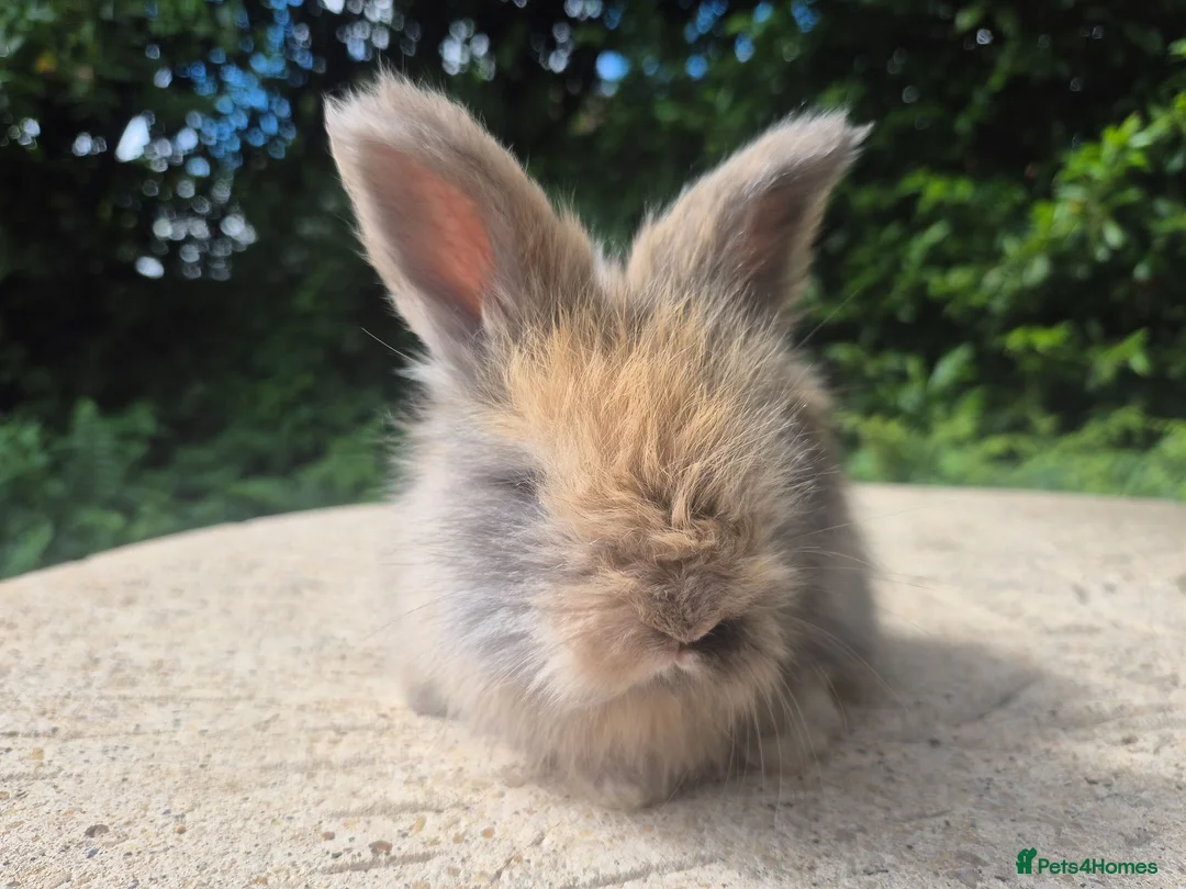 Angora rabbits for sale: 🌟STUNNING ANGORA BABIES- maxi full face 🌟 - Advert 26