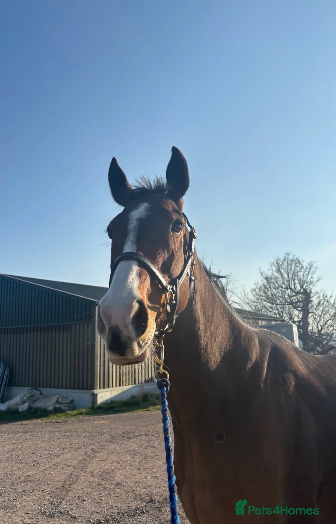 Irish Thoroughbred horses Tb gelding for sale  - Advert 17