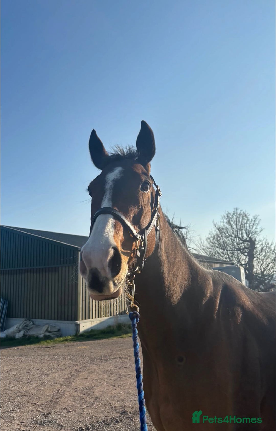 Irish Thoroughbred horses for sale: Tb gelding for sale  - Advert 1