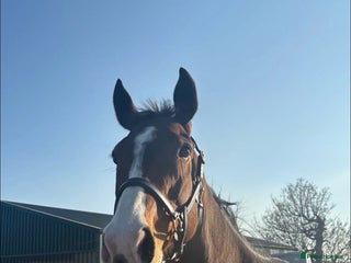 Irish Thoroughbred horses Tb gelding for sale - Advert 4