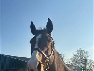 Irish Thoroughbred horses Tb gelding for sale - Advert 6