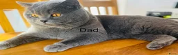 British Shorthair cats for sale: 5 beautiful kittens😻❤️ - Advert 9