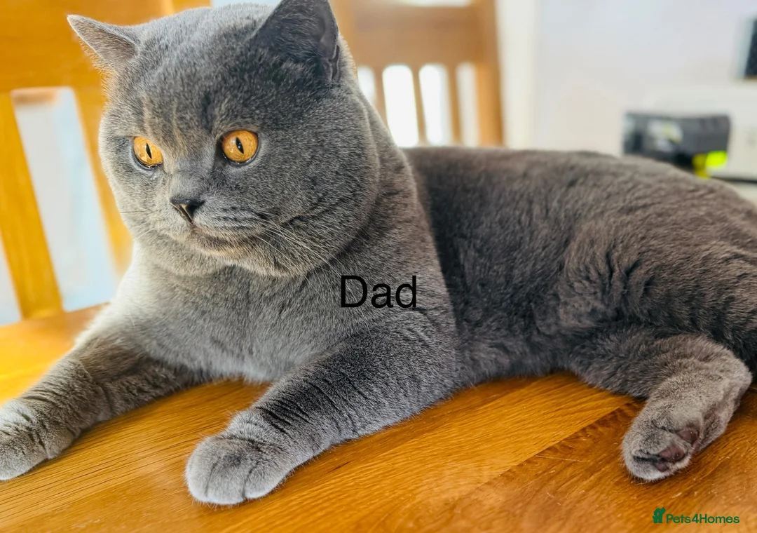 British Shorthair cats for sale: 5 beautiful kittens😻❤️ - Advert 9
