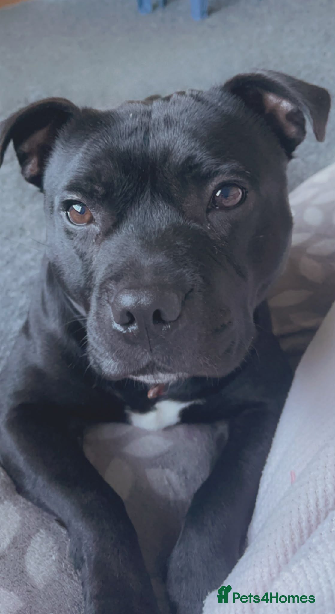 Staffordshire Bull Terrier dogs Staffordshire bull terrier for stud  - Advert 1