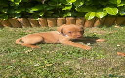 Labrador Retriever dogs for sale: Beautiful fox red lab puppies in Cambridge - Image 3