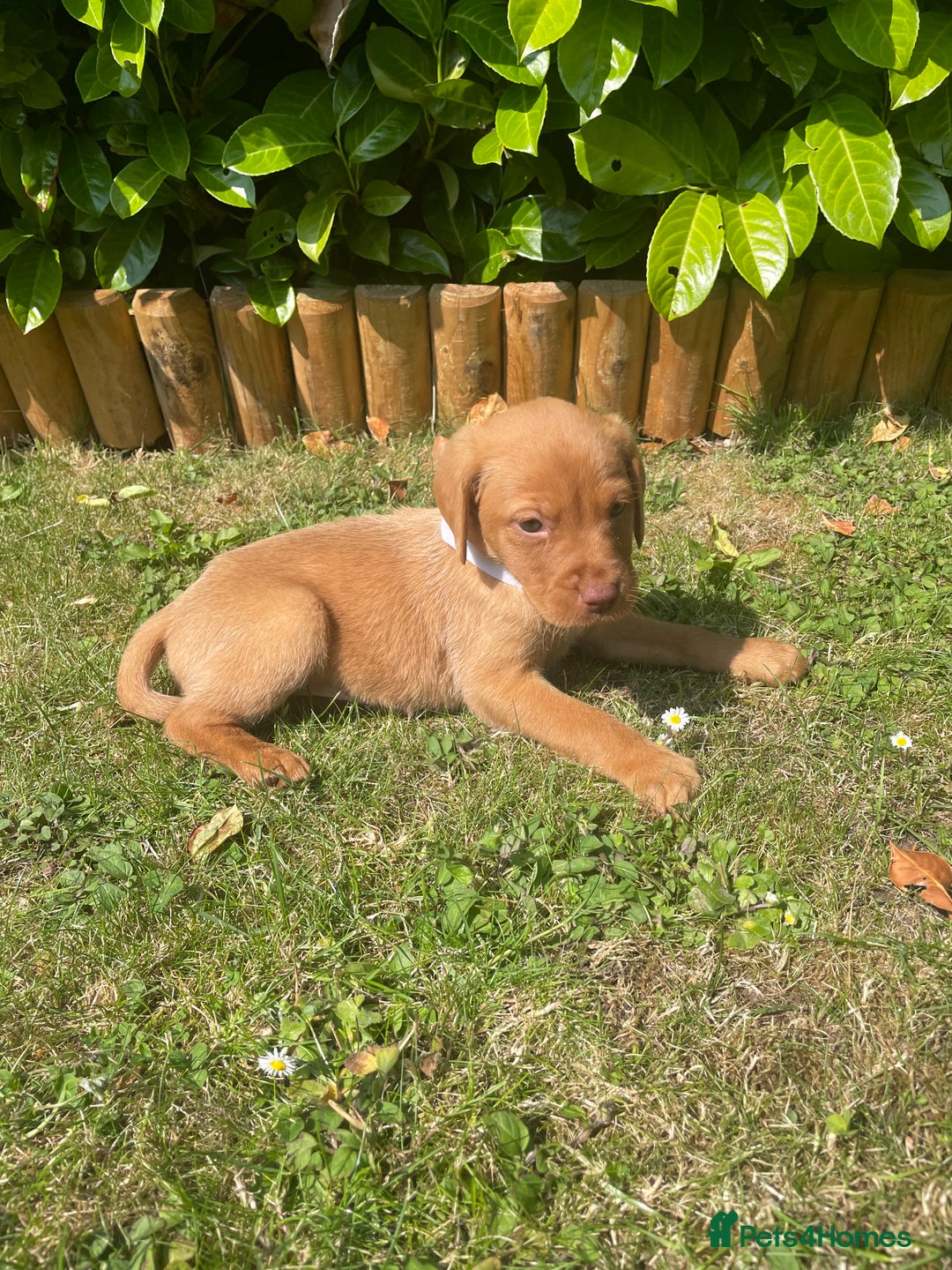 Labrador Retriever dogs for sale: Beautiful fox red lab puppies in Cambridge - Image 3