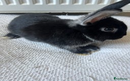 Netherland Dwarf rabbits for sale: Female netherland dwarf x mini lop for sale  in Huddersfield - Image 1