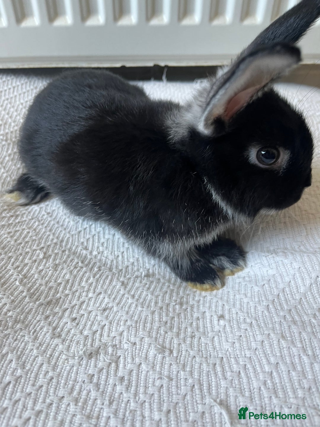 Netherland Dwarf rabbits for sale: Female netherland dwarf x mini lop for sale  in Huddersfield - Image 1
