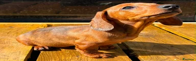 Miniature Dachshund 1