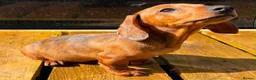 Miniature Dachshund dogs for sale: Miniature dachshund boy.  - Advert 3