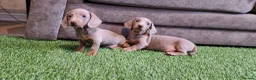 Miniature Dachshund dogs for sale: MINIATURE DACHSHUNDS PUPPIES  - Advert 16
