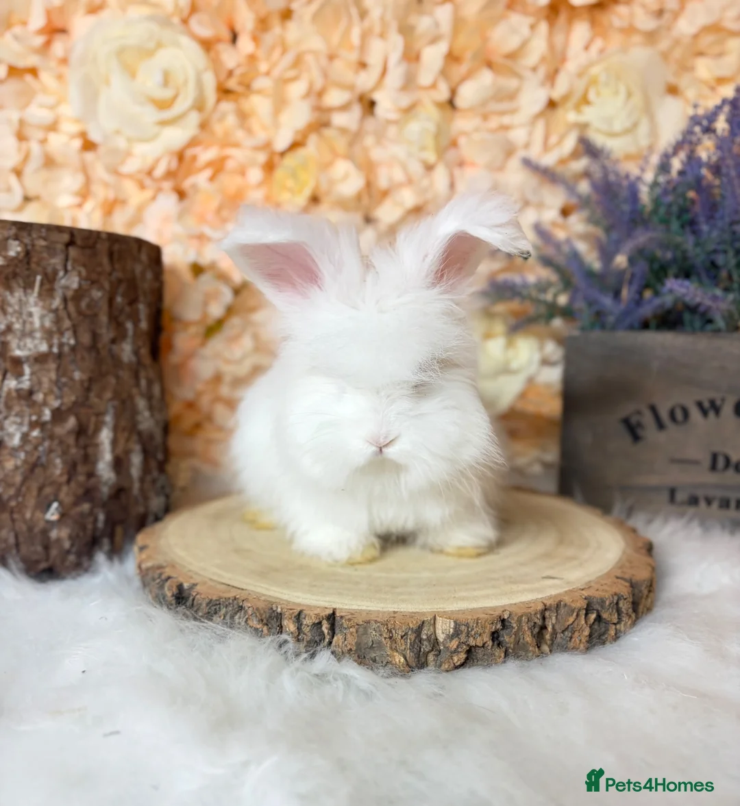 Angora rabbits for sale: 🌟 PEDIGREE ENGLISH ANGORA 🌟 - Advert 2
