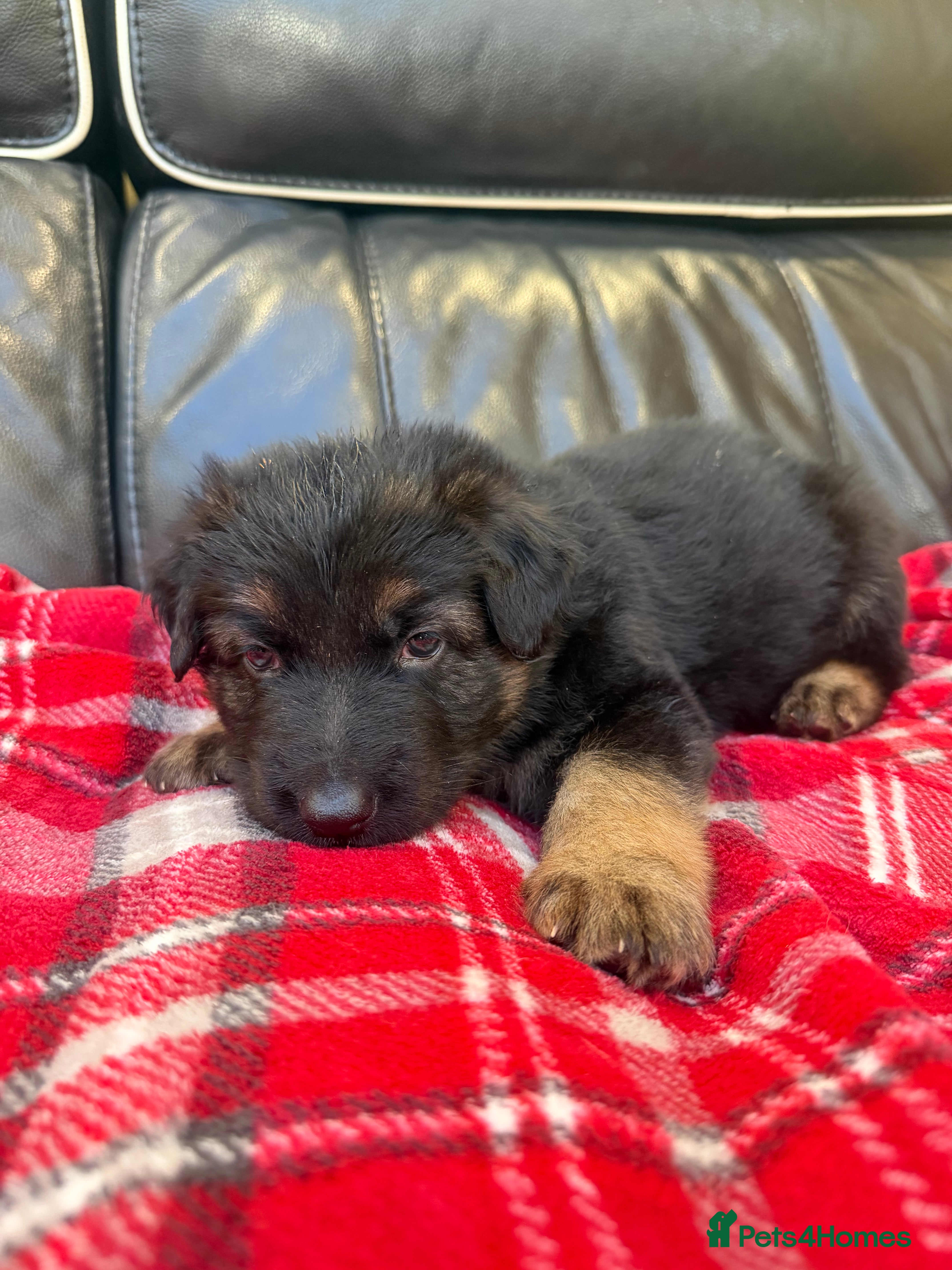 German Shepherd dogs KC reg German shepherd pups - Advert 1