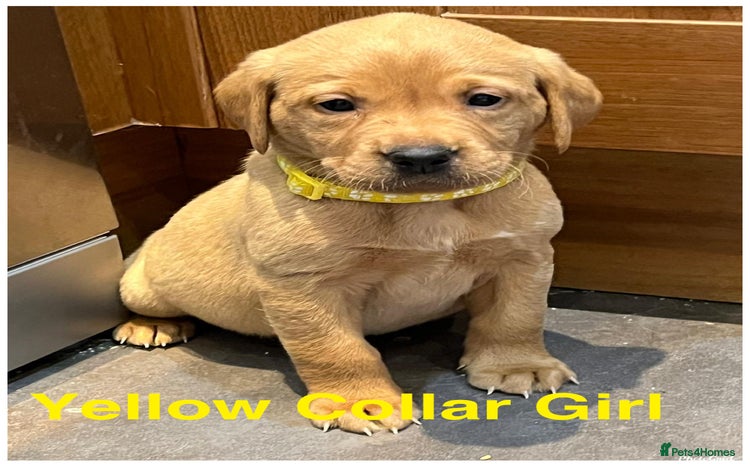 Labrador Retriever dogs Kennel Club Fox Red Labrador Puppies Health Tested - Advert 4