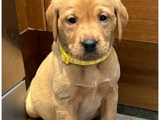 Labrador Retriever dogs Kennel Club Fox Red Labrador Puppies Health Tested - Advert 3