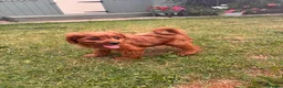 Cavapoo dogs for sale: F1 Cavapoo Puppies for sale  - Advert 6