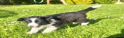 Border Collie dogs for sale: KC Reg Border Collie Puppies - Ready 1/06/2026 - Advert 9