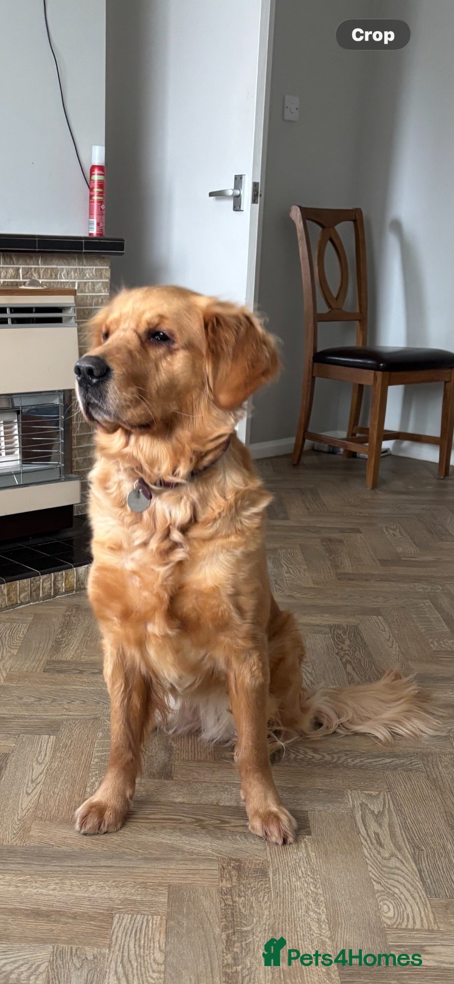 Golden Retriever dogs 6 beautiful chunky puppies  - Advert 12