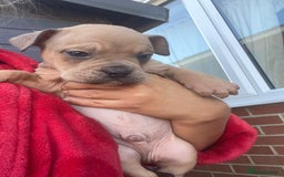 Olde English Bulldogge dogs for sale: Old English Bulldog Puppy’s  - Image 5