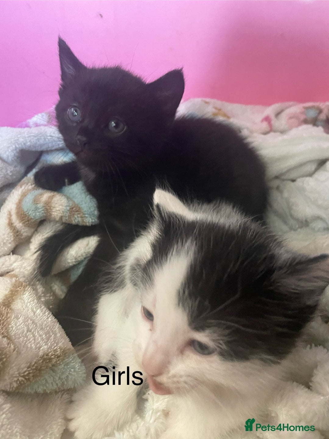 British Shorthair cats for sale: Last 2 kittens 1 boy 1 girl ready now £85 - Image 2