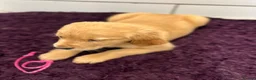 Golden Retriever dogs for sale: Stunning Golden Retriever pups - Advert 8