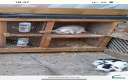 Mini Lop rabbits for sale: 3 mini lops for new homes  in Newark - Image 3