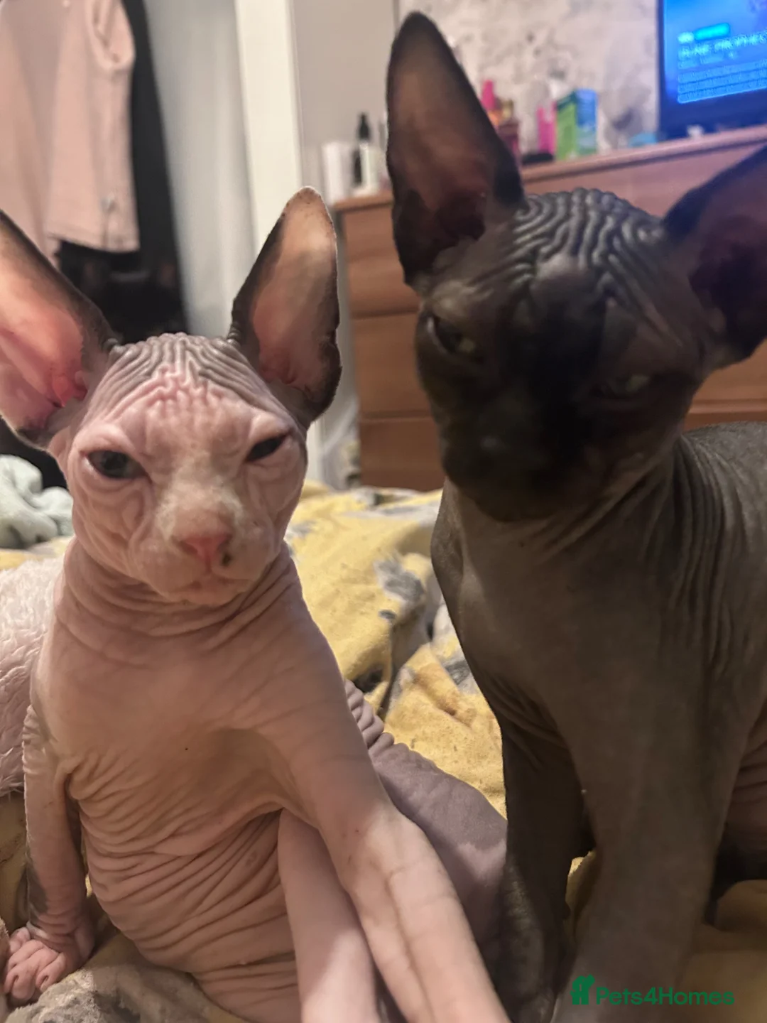 Sphynx cats for sale: Beautiful sphynx babies  - Advert 8