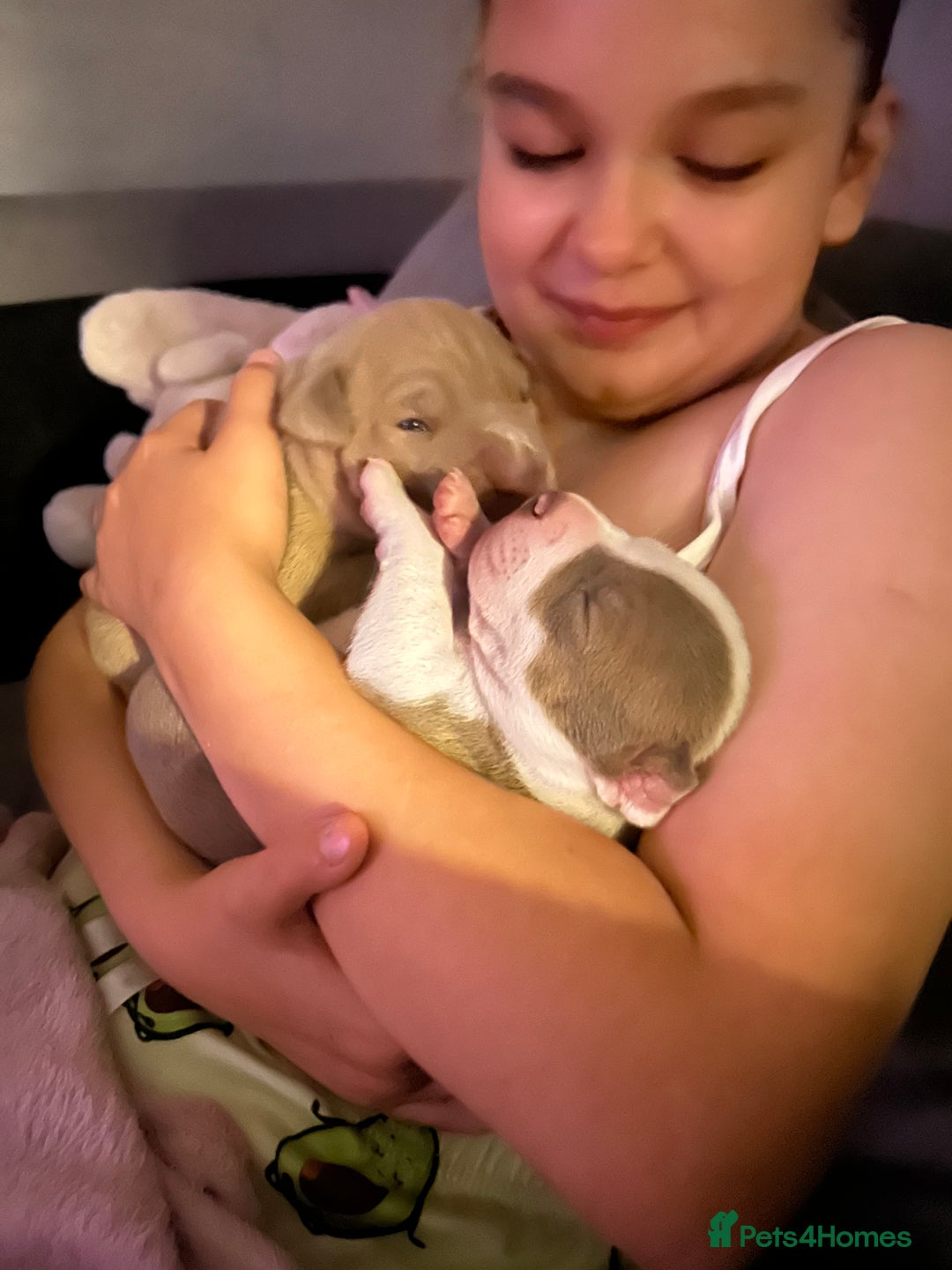 Mixed Breed dogs for sale: 2 beautiful pups (only the boy left) - Image 4